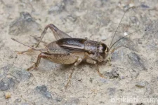 Cırcır Böceği Susar mı BisikletForum.net.webp