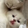 okutan